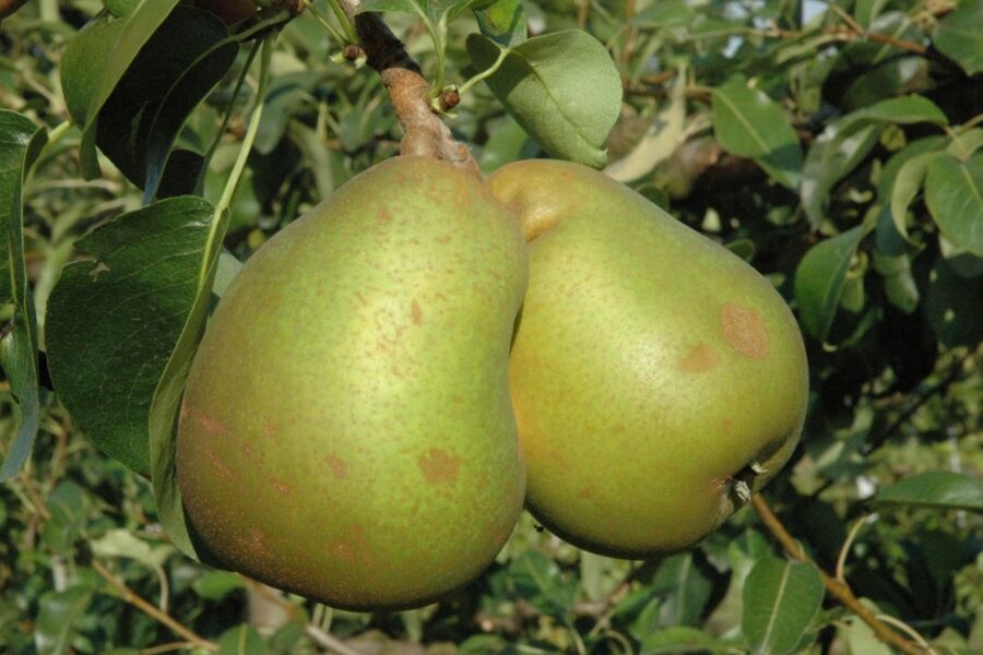 Frucht der Gellerts Butterbirne © Hans-Joachim Bannier