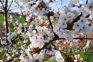 Obstblüte