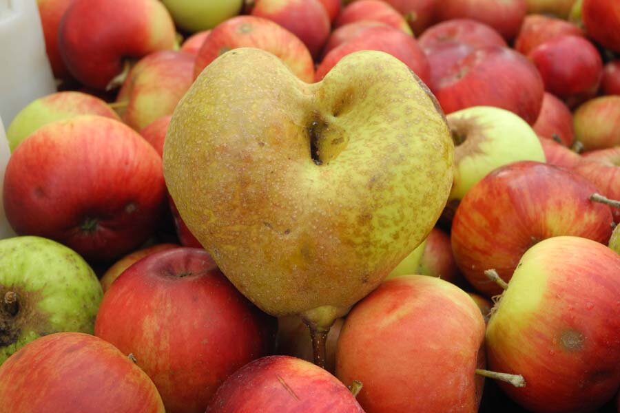 Herzliche Äpfel und Birnen © Christoph Aschemeier