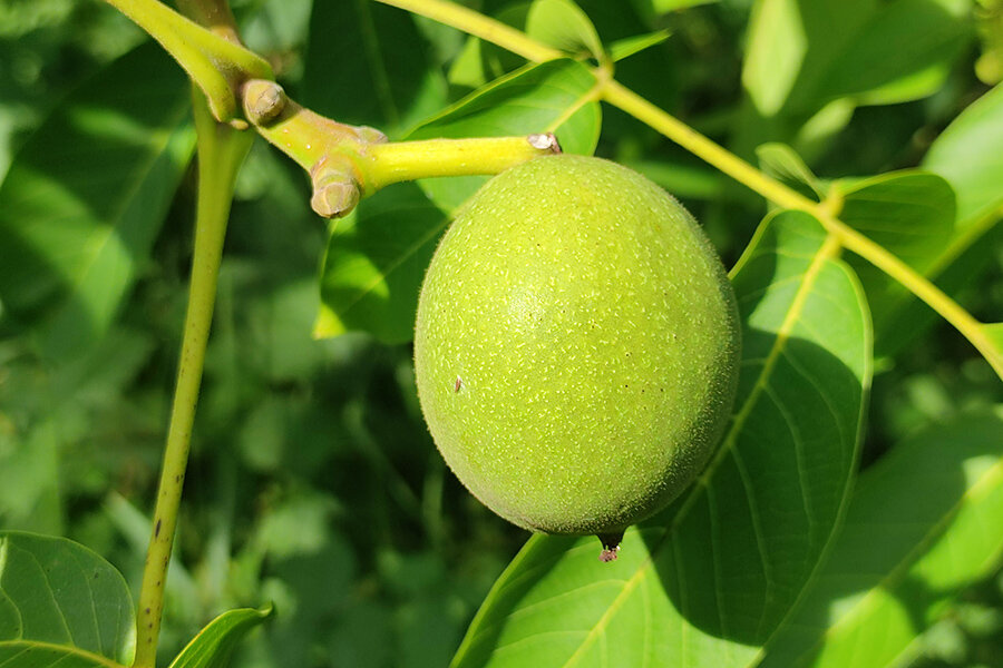 Walnuss auf Streuobstwiese © Christine Loges