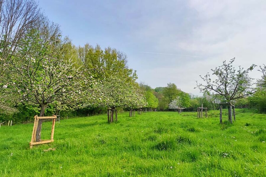 Streuobstwiese Iserlohn-Oestrich © Christine Loges