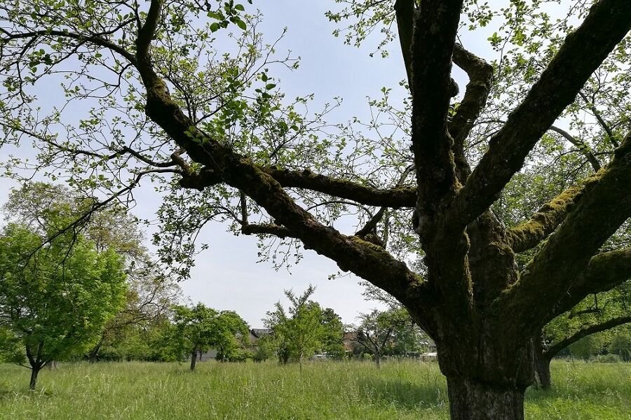 Obstwiese im Schloss- und Auenpark © Annalena Zacharias