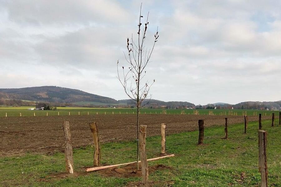 Neuanlage der Streuobstwiese © Harald Gürtler