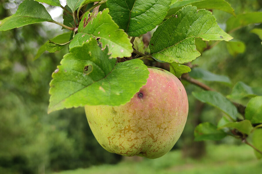 Apfel Streuobstwiese © Christine Loges