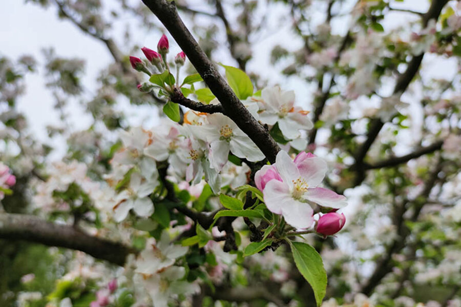 Apfelblüte © Christine Loges