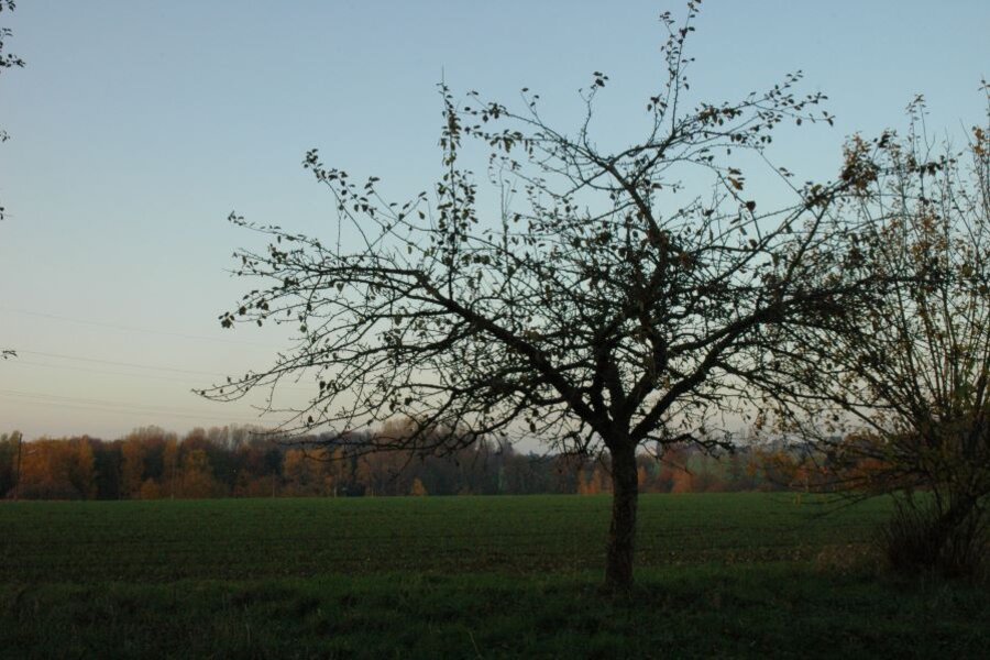 Baum des Jakob Lebel © Hans-Joachim Bannier