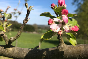 Obstblüte