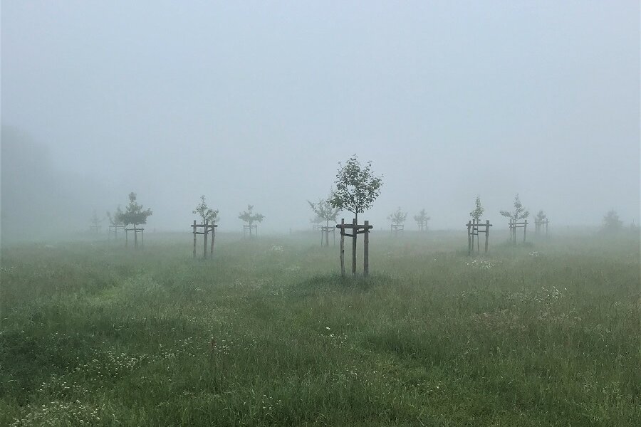 Streuobstwiese im Nebel © Alexander Rach