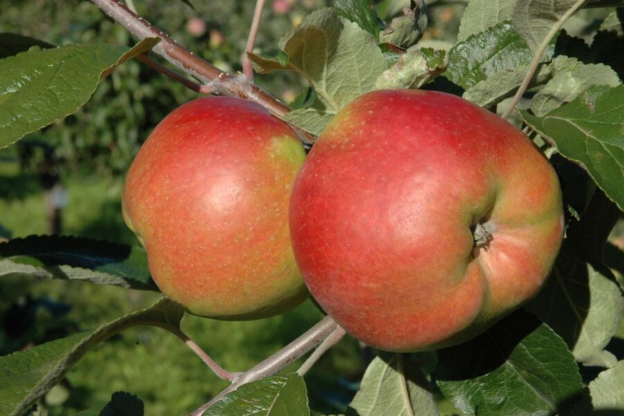 Frucht des Danziger Kantapfels © Hans-Joachim Bannier