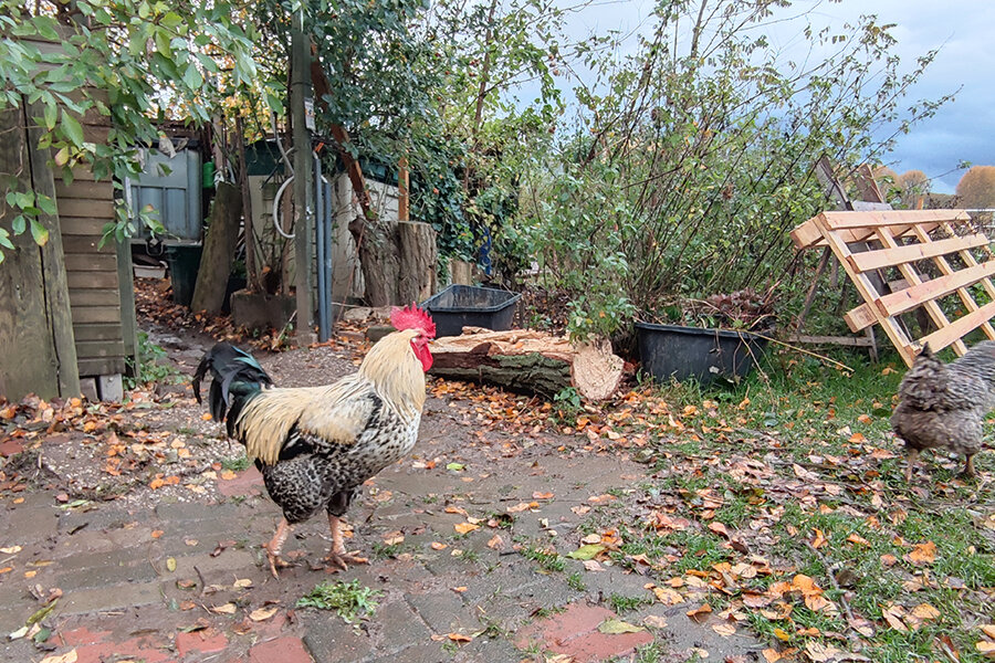 Hahn auf der Rheinwiesenfarm Monheim © Christine Loges