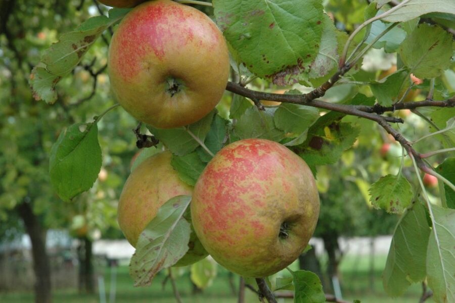 Frucht des Schönen aus Boskoop © Hans-Joachim Bannier