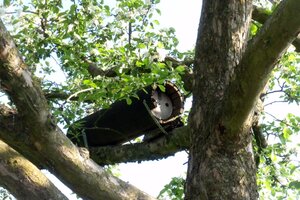 Steinkauzröhre im Apfelbaum