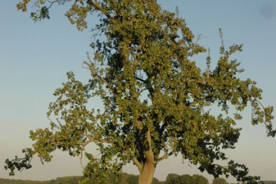 Baum der Gellerts Butterbirne © Hans-Joachim Bannier