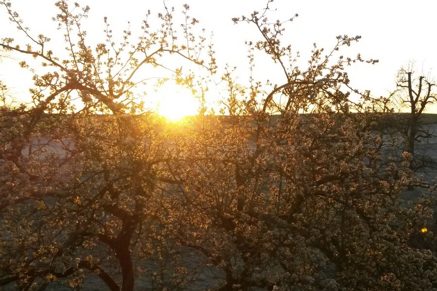 Sonnenaufgang über der Streuobstwiese © Kerstin Ehrenbogen