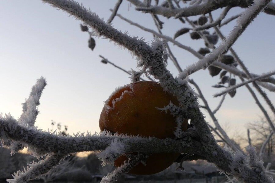 Apfel im Frost © Stephan Kolodziej