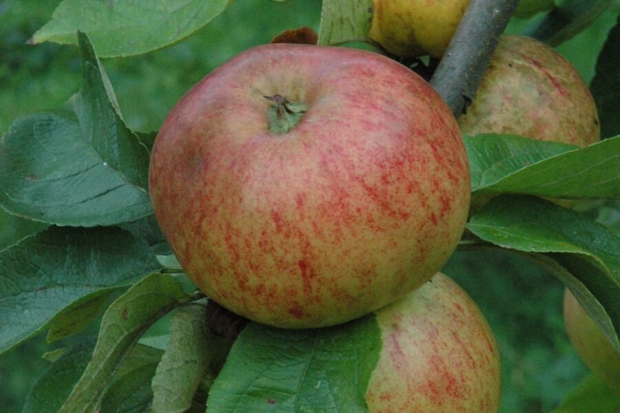 Frucht des Jakob Lebel © Hans-Joachim Bannier