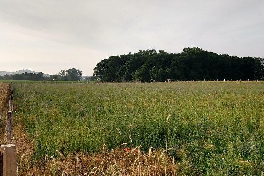 Blick auf die junge Streubostwiese der Familie Gürtler © Harald Gürtler