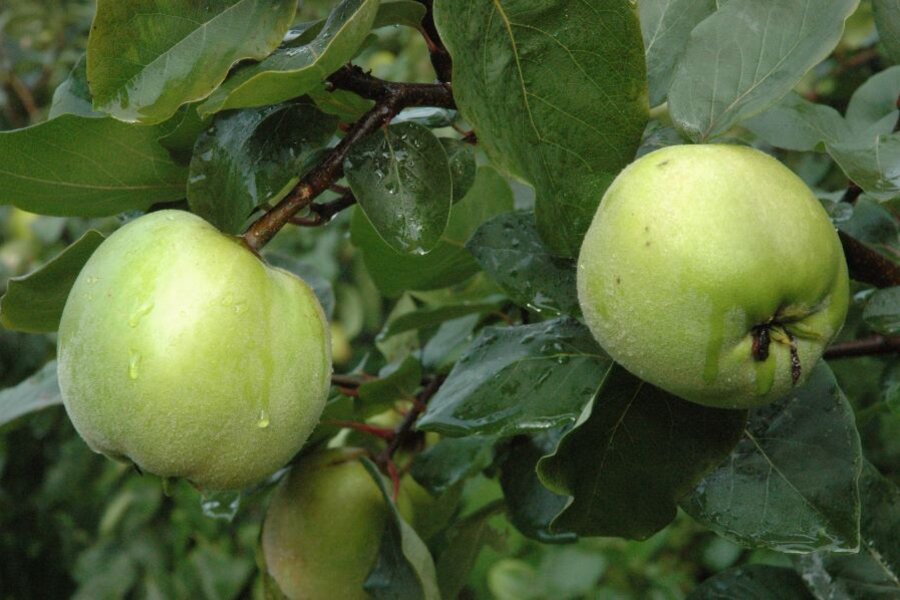 Frucht der Konstantinopeler Apfelquitte © Hans-Joachim Bannier