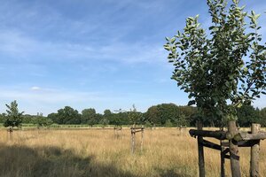 Junge Obstbäume auf der Streuobstwiese der Familie Rach