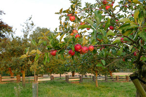 Gepflegte Streuobstwiese