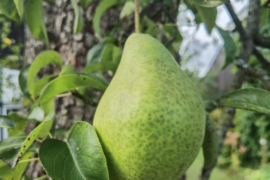 Frucht der Köstlichen von Charneux © Lena Hölzer